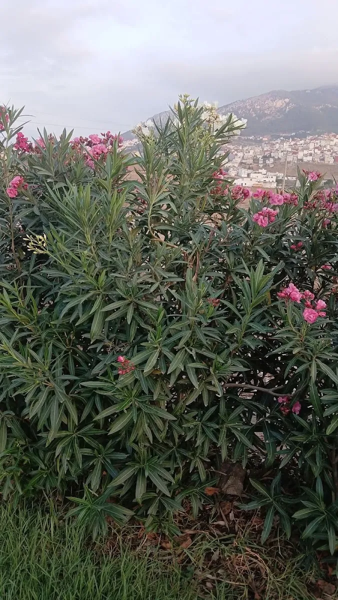 صورة 2 من Taourirt Kasbah