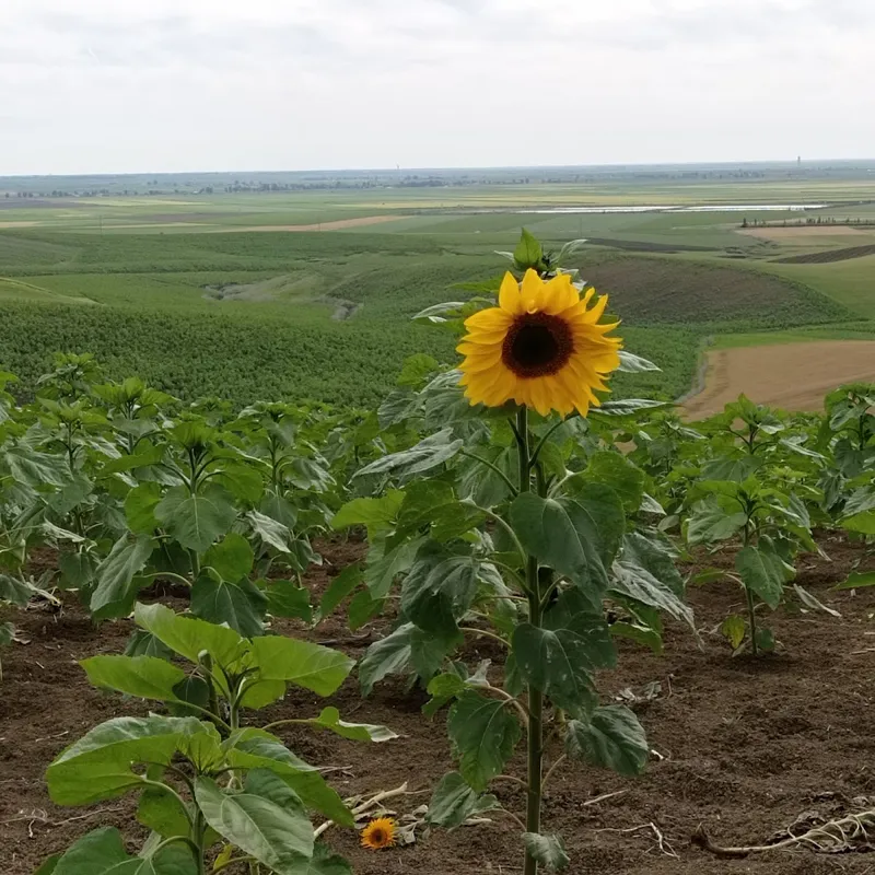 صورة 1 من Al Karama