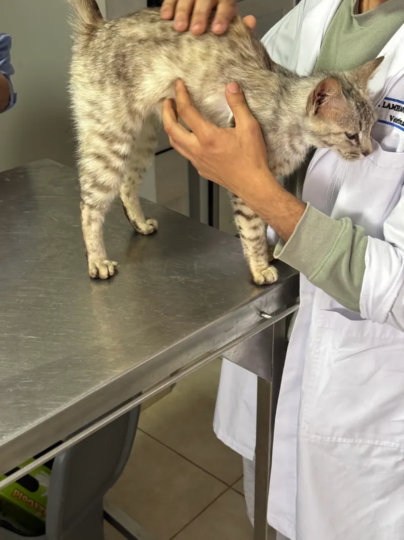 Photo 4 de عيادة بيطرية البحيرة