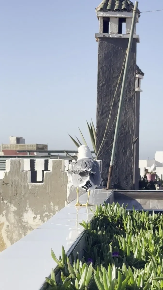 Riad Al Zahia Essaouira photo 4